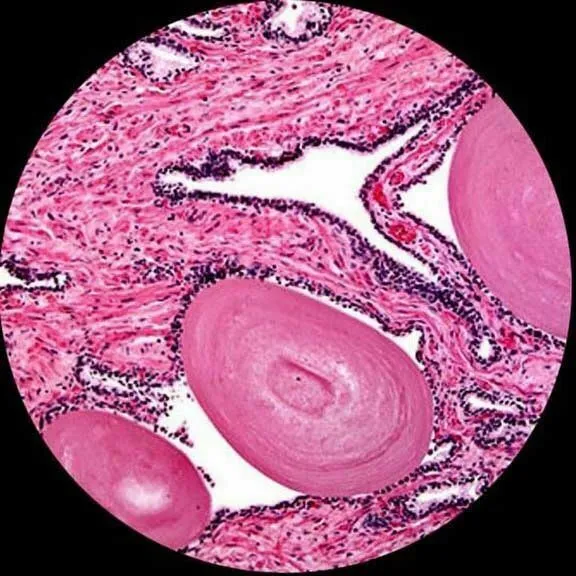 Amscope B120 Seroes Binocular LED Compound Microscope 40X-2500X Magnification With 100 Prepared Slides and Book