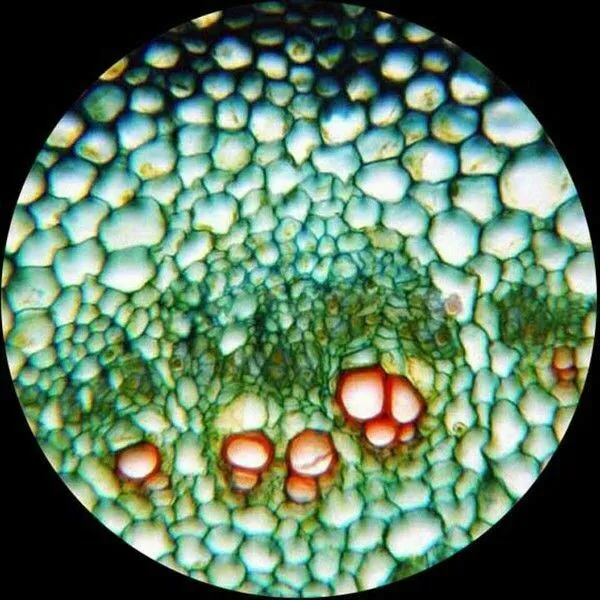 Amscope B120 Seroes Binocular LED Compound Microscope 40X-2500X Magnification With 100 Prepared Slides and Book