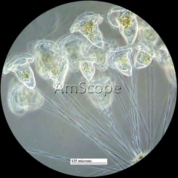AmScope IN480 Series Inverted Infinity-corrected Phase-contrast Trinocular Compound Microscope 40X-1500X Magnification with Koehler Illumination and 18MP USB 3.0 Camera